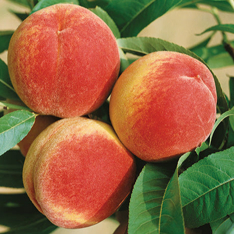 Peach 'Ranger' Grow Bag - #29626