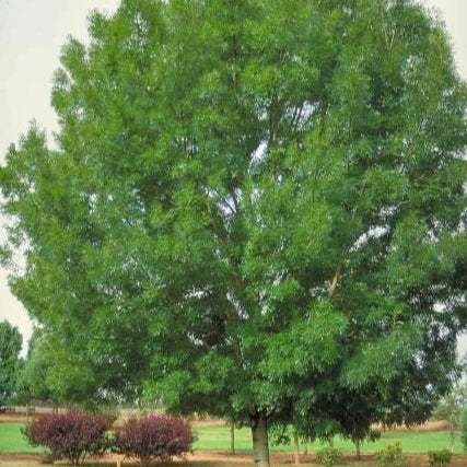 Raywood Ash - 15 Gallon - #340