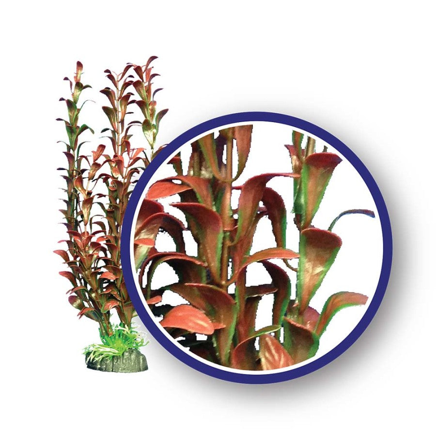 Plant Red Hygrophilia 12" - Red - #32188