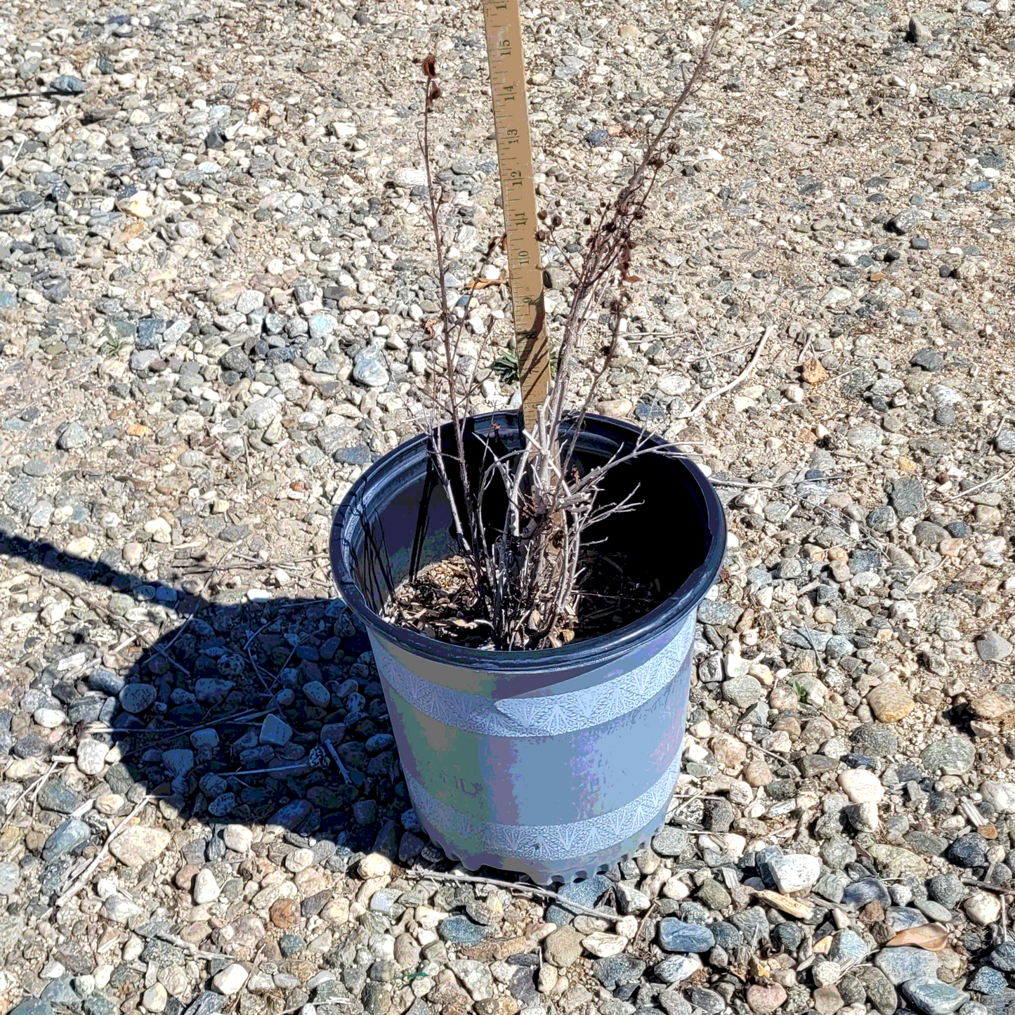Crape Myrtle 'Red Hot' - 2 Gallon - #26733