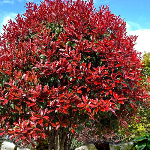 Photinia 'Red Tip' - Grow Bag - #18792