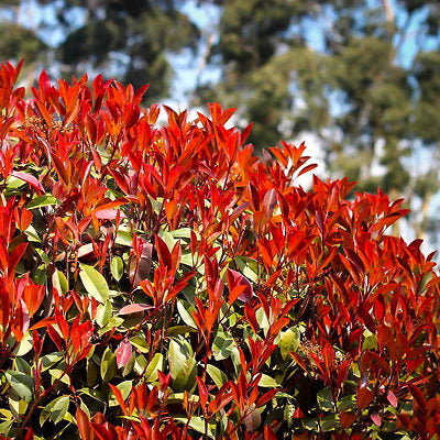 Photinia 'Red Tip' - 1 Gallon - #420