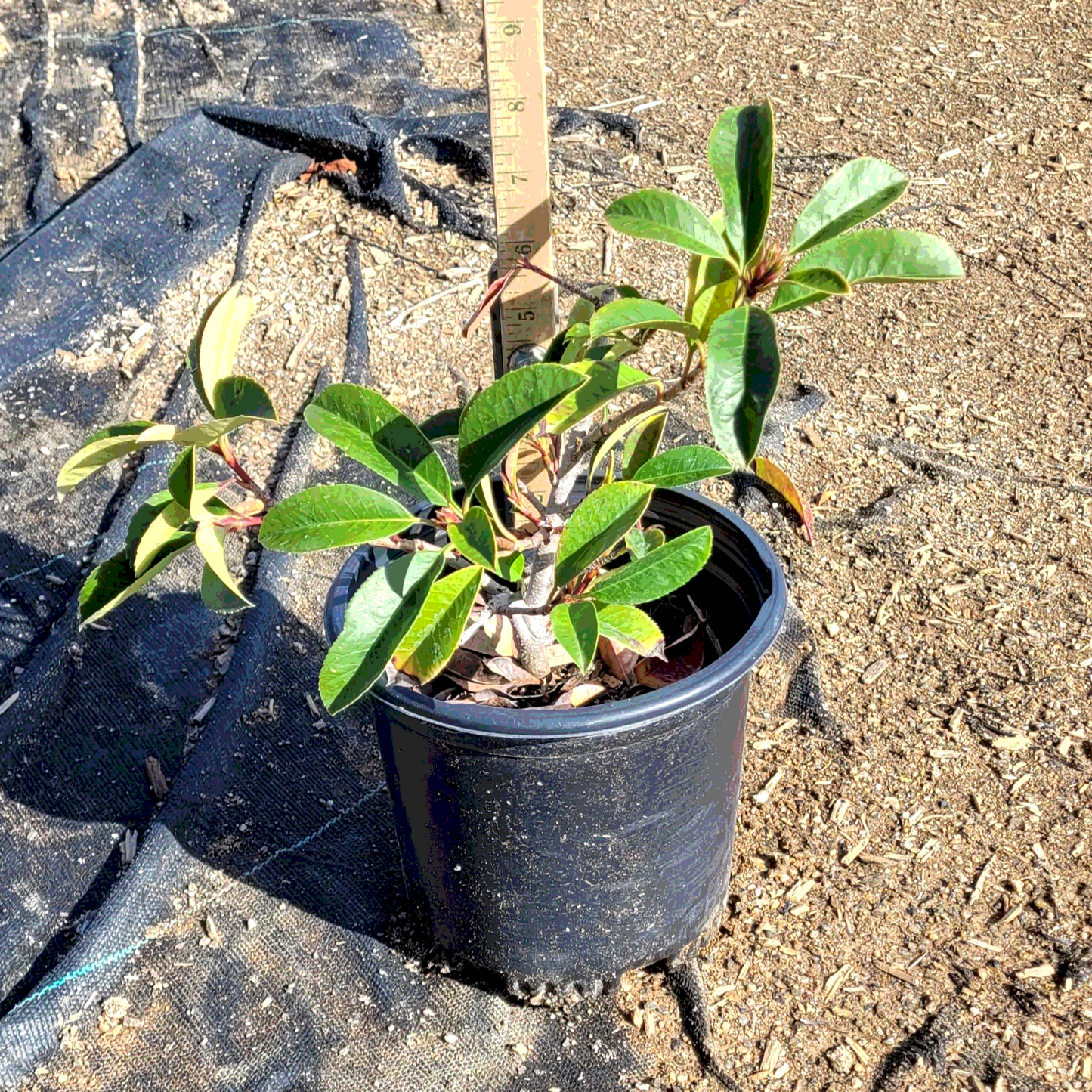 Photinia 'Red Tip' - 1 Gallon - #420