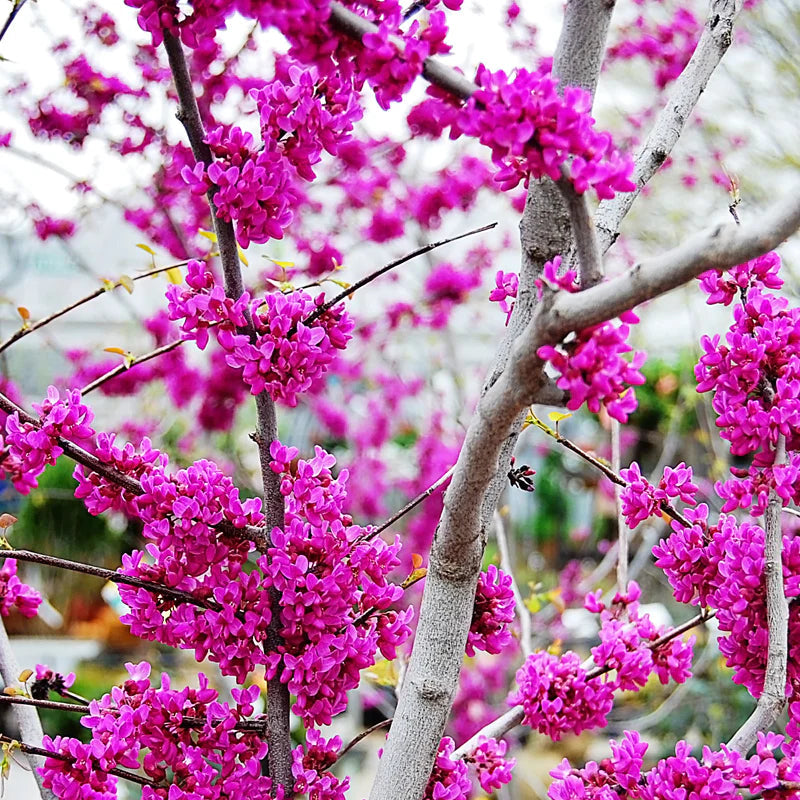 Oklahoma Redbud - 15 Gallon - #5511