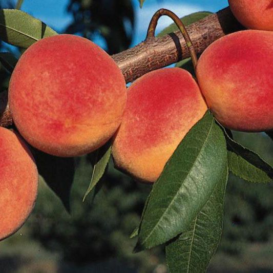 Redhaven Peach - Grow Bag - #13384