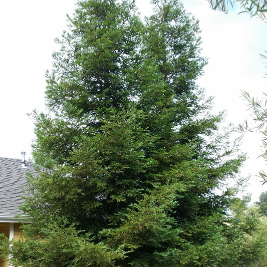 Redwood Tree - Sequoia Soquel - 15 Gallon - #26140