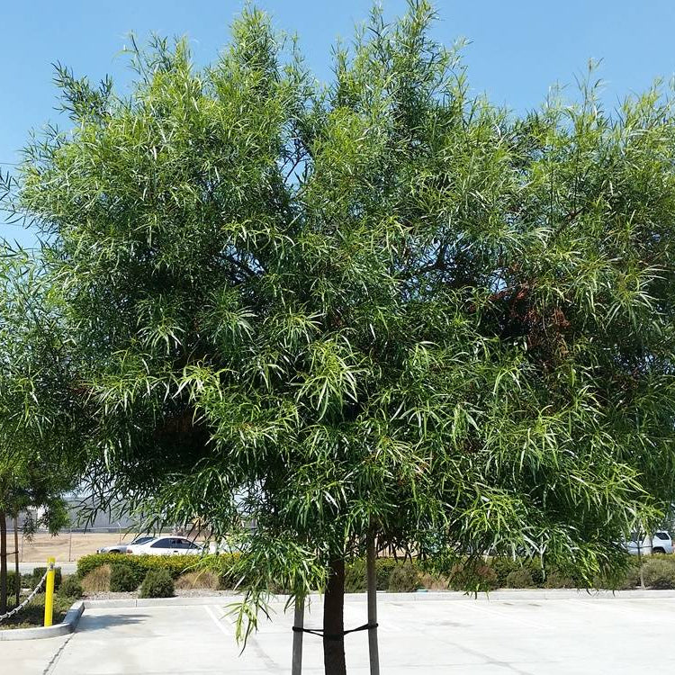 Sumac 'African' - 5 Gallon - #3613