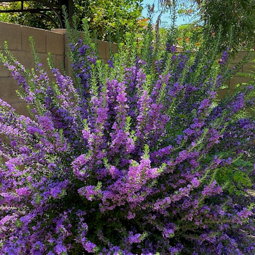 Sage 'Rio Bravo' - 5 Gallon - #964