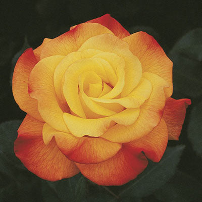 Rose Rio Samba - Hybrid Tea - TNP - #27459