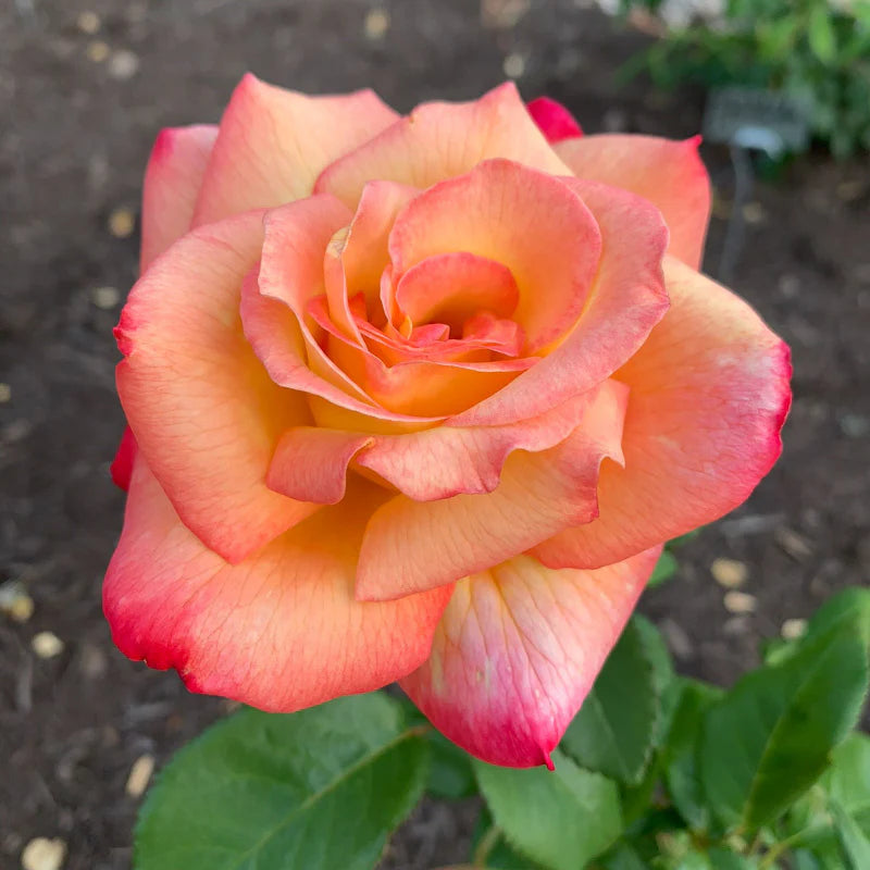 Rose Sheila's Perfume - Floribunda - TNP - #27457