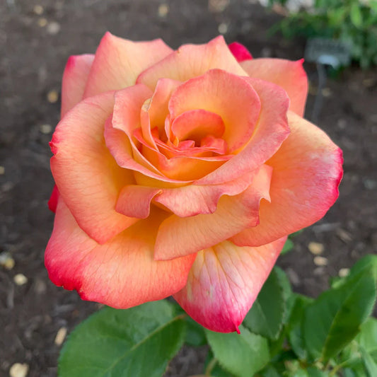 Rose Sheila's Perfume - Floribunda - TNP - #27457