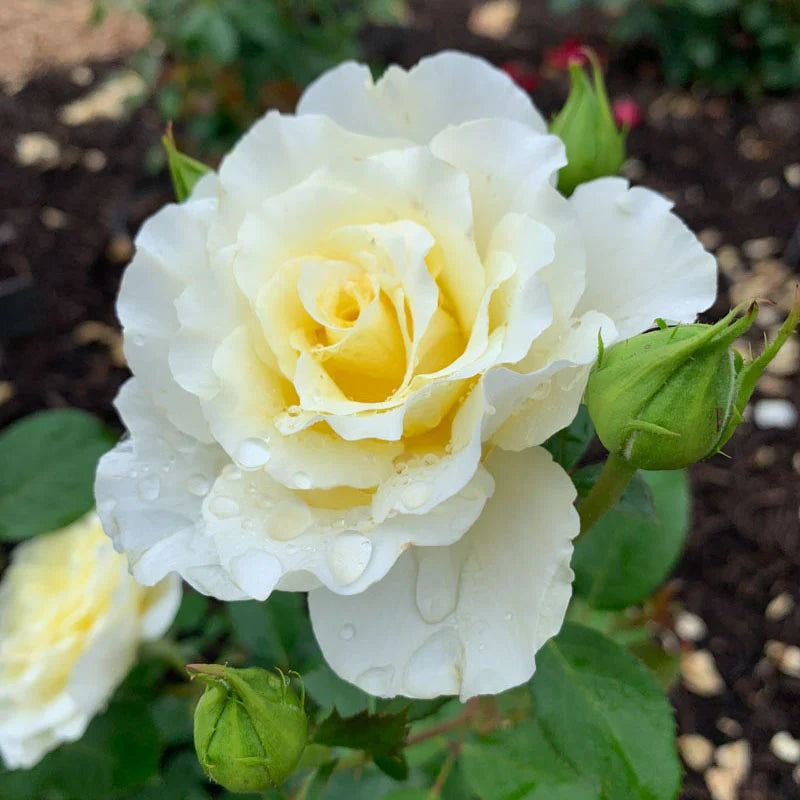 Rose White Licorice - Floribunda - TNP - #29777