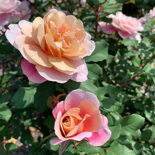 Rose Distant Drums - Floribunda - TNP - #29763
