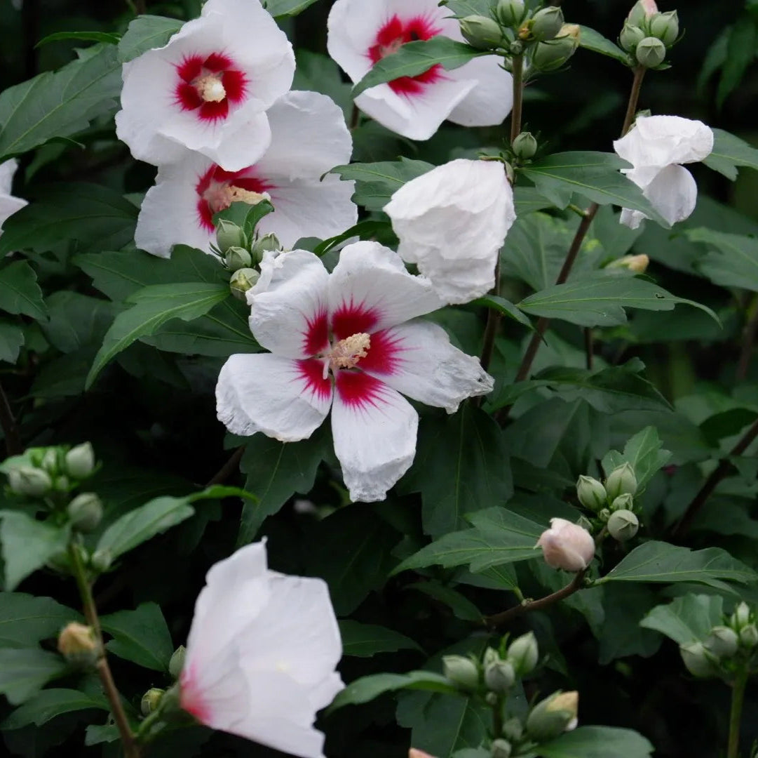 Hibiscus Red Heart Rose of Sharon - 5 Gallon - #11655