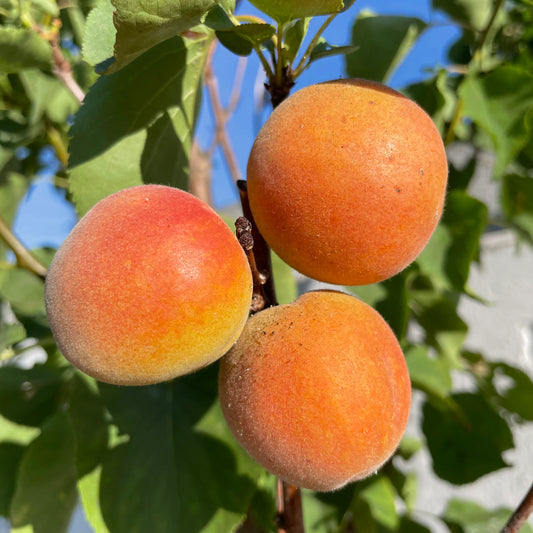 Apricot 'Royal' - Grow Bag - #29716