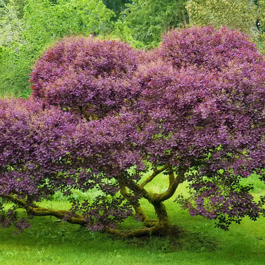 Royal Purple Smoke Tree - Grow Bag - #31724