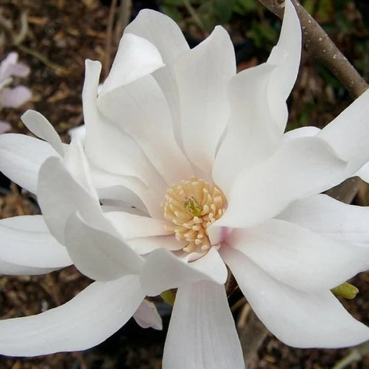 Magnolia 'Royal Star' - Grow Bag - #28398