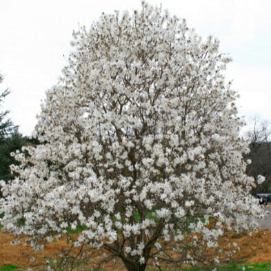 Magnolia 'Royal Star' - Grow Bag - #28398