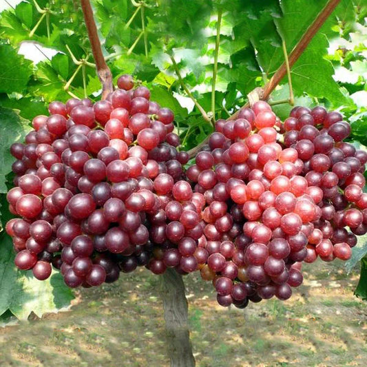 Ruby Seedless Grape - 5 Gallon - #1215