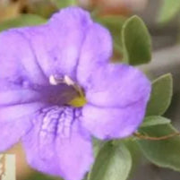 Ruellia 'Baja' - 1 Gallon - #27734