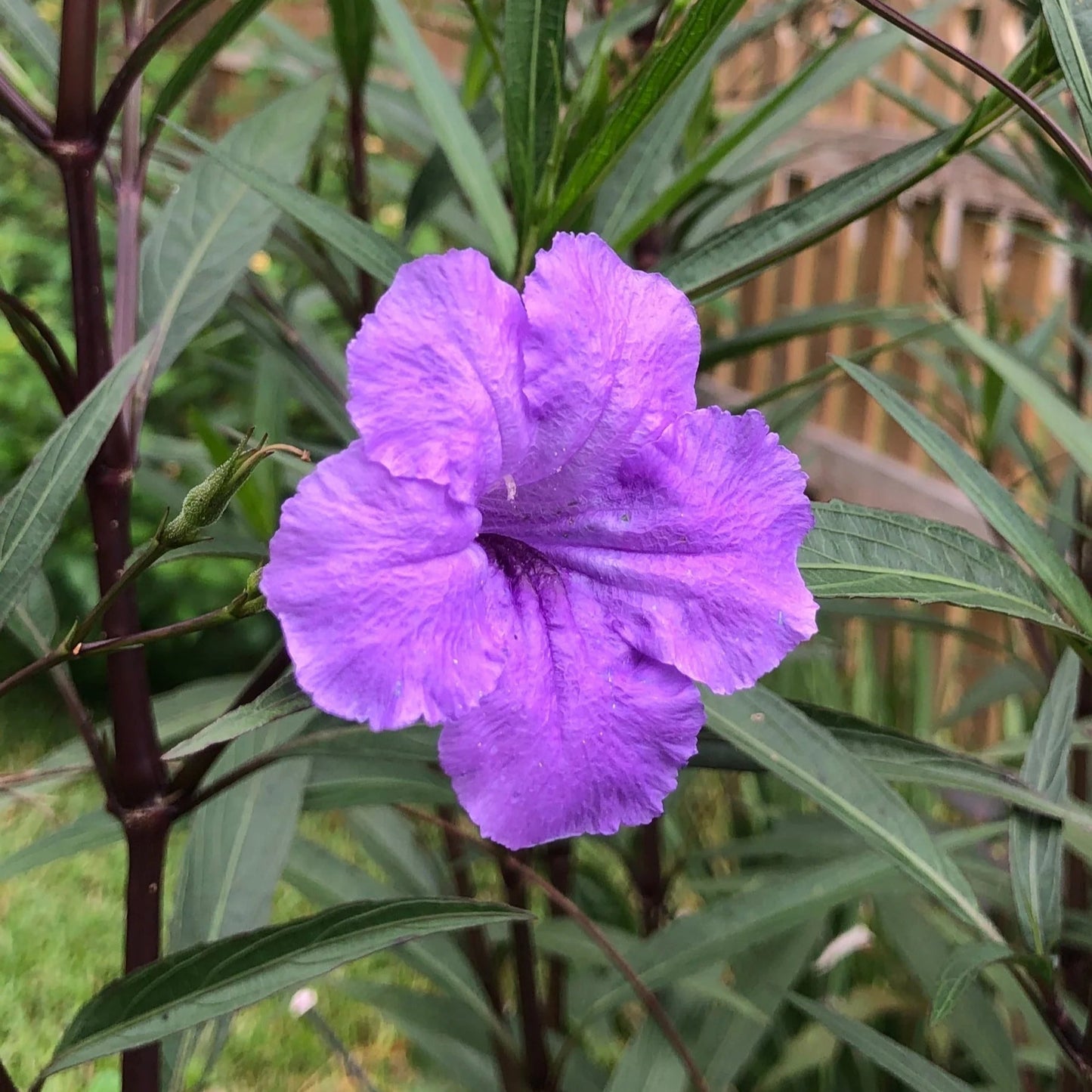 Mexican Petunia Purple Showers - 1 Gallon - #32112