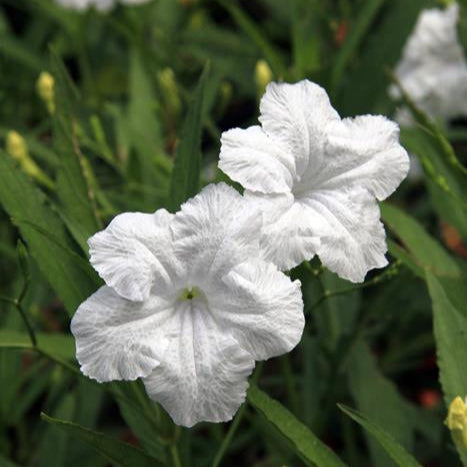 Ruellia 'Katie White' - 1 Gallon - #31192