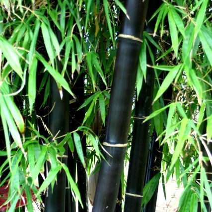 Bamboo Black - 15 Gallon - #31604