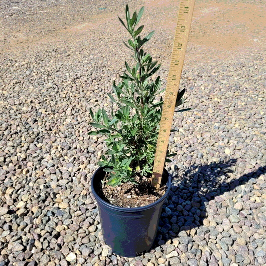 Salvia 'Allen Chickering' - 1 Gallon - #32329