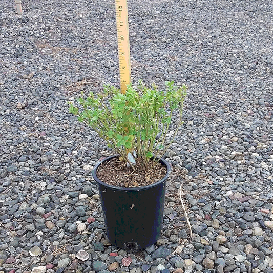 Salvia 'Hot Lips' - 1 Gallon - #8872