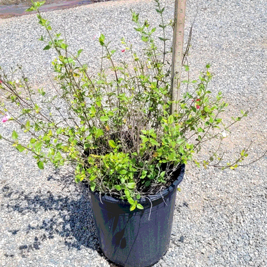 Salvia 'Hot Lips' - 5 Gallon - #19286