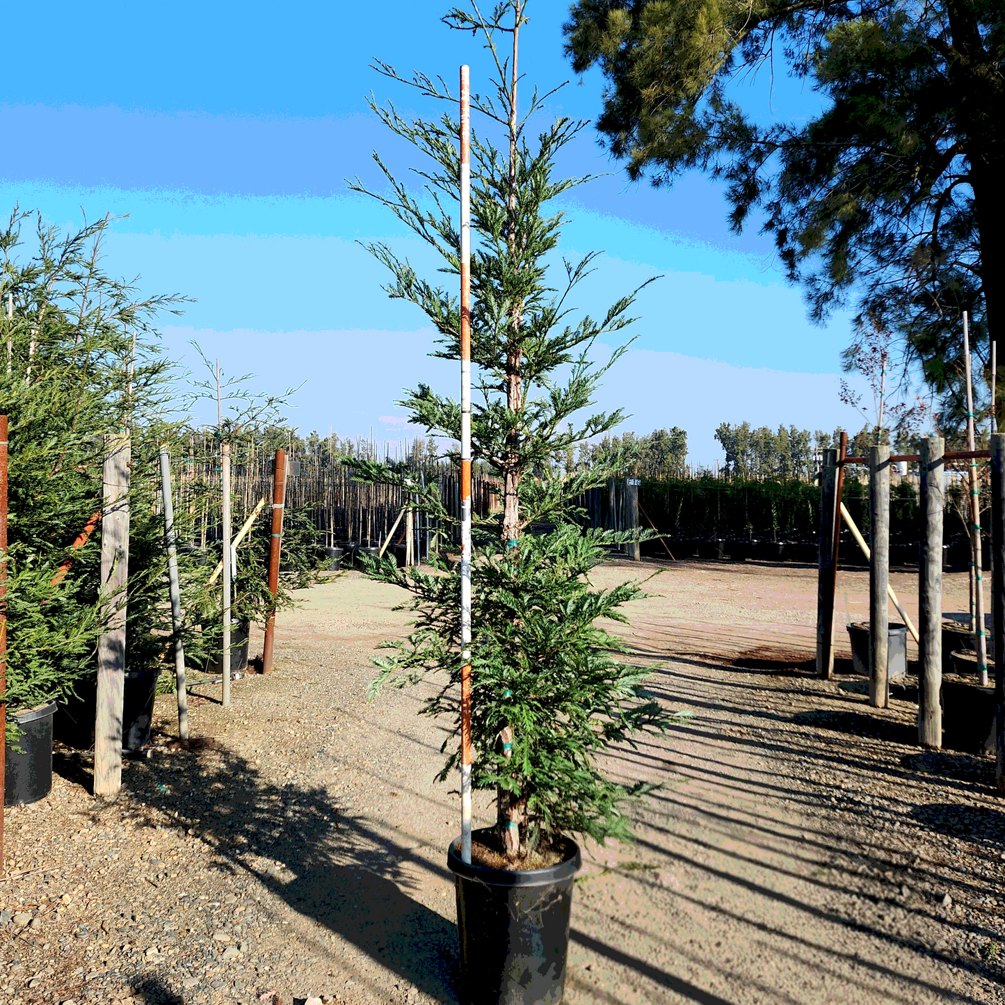 Aptos Blue Sequoia - 15 Gallon - #32715