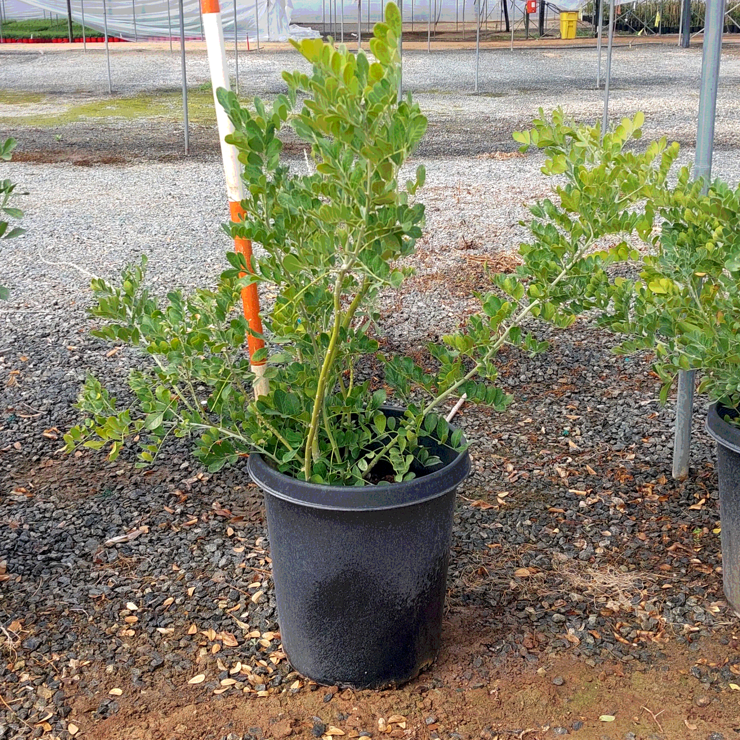 Texas Mountain Laurel - 15 Gallon - #24471