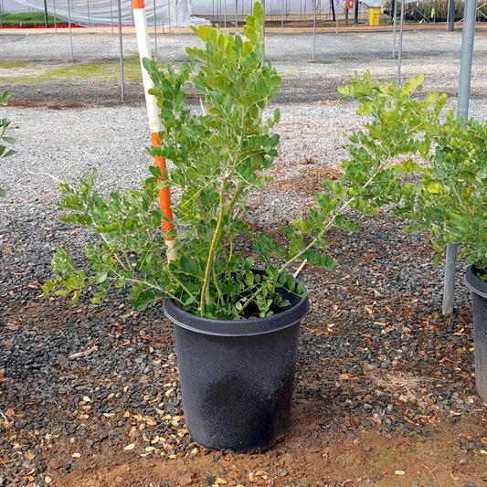 Texas Mountain Laurel - 15 Gallon - #24471
