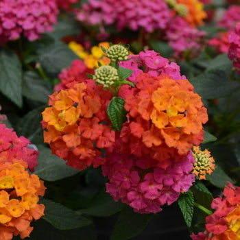 Lantana 'Paparazzi' - 1 Gallon - #25220