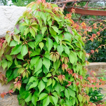 Trumpet Vine 'Creeper Hacienda' STKD - 2 Gallon - #31249