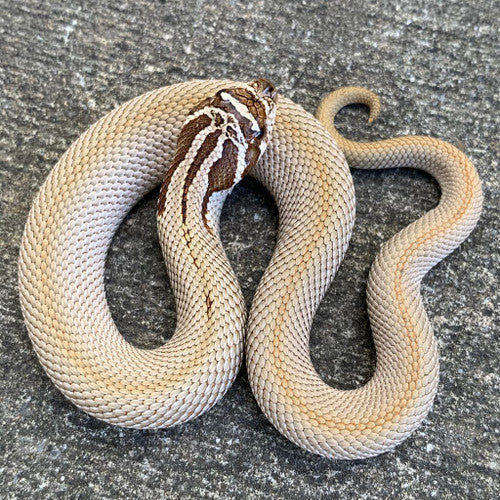 Superconda Western Hognose Snake - Baby - #33273