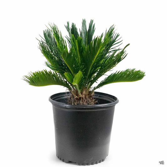 Sago Palm - 3 Gallon - #713