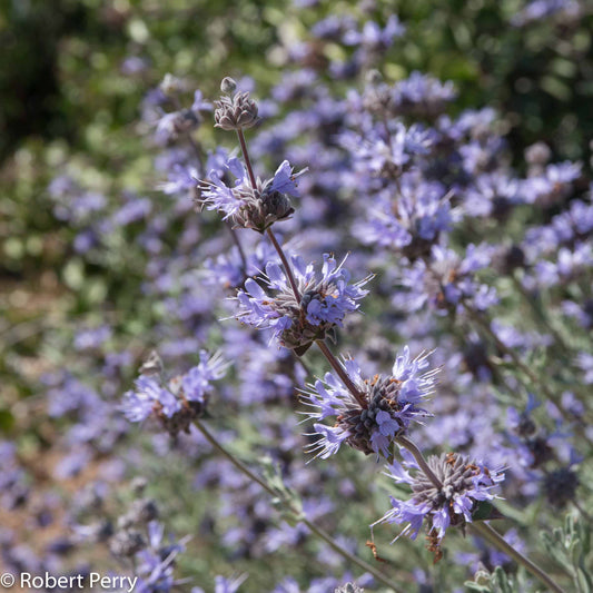 Salvia 'Winifred Gilman' - 5 Gallon - #32328