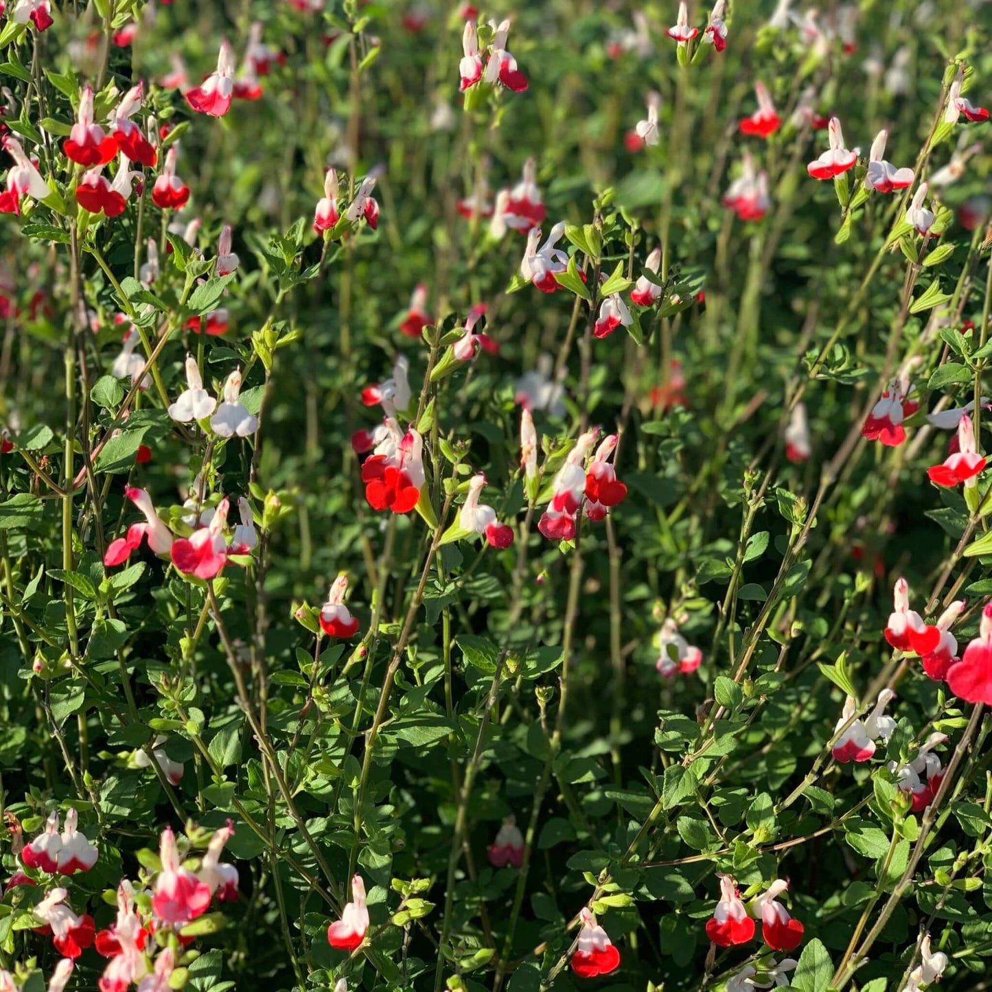 Salvia 'Hot Lips' - 1 Gallon - #8872