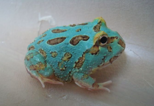 Blue Samurai Pacman Frog - #32283