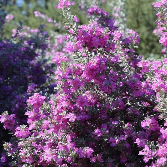 Sage Texas Ranger San Antonio - 1 Gallon - #31094