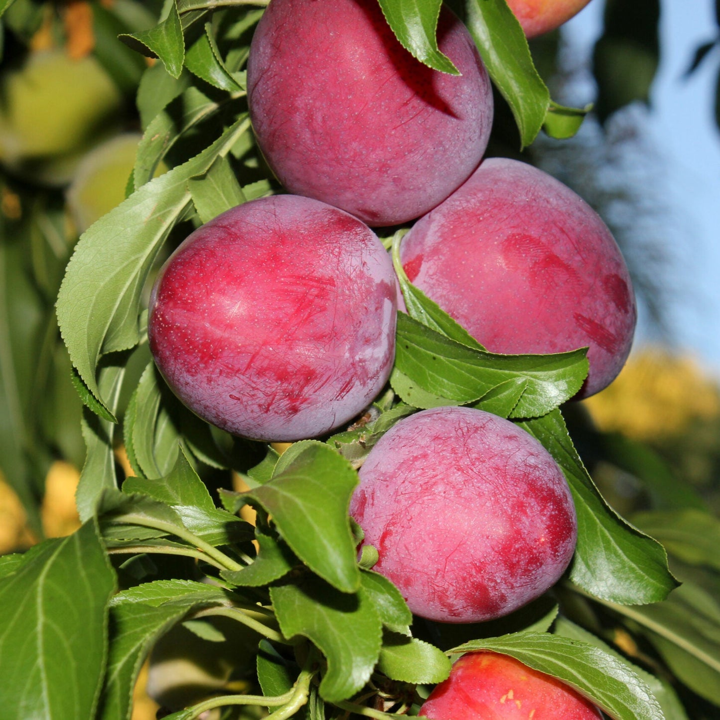 Plum 'Santa Rosa' - Grow Bag - #29642