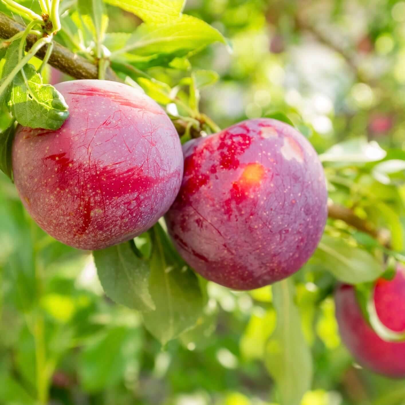 Satsuma Plum - Semi-Dwarf - 5 Gallon - #1242