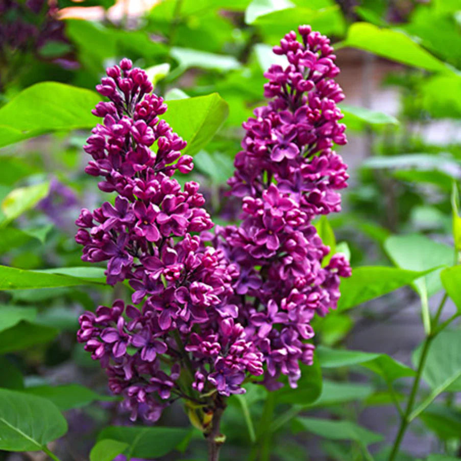 Ludwig Von Spaeth Lilac - 5 Gallon - #32830