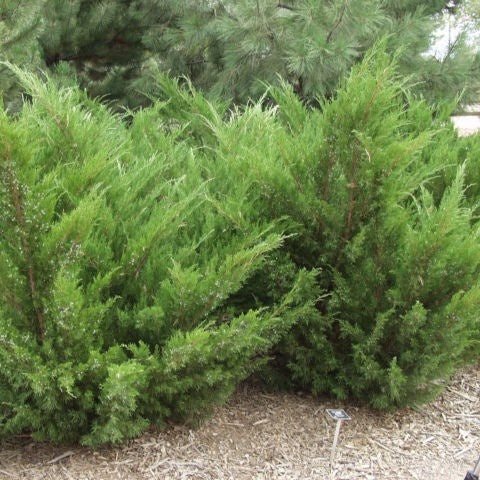 Juniper 'Sea Green' - 1 Gallon - #865