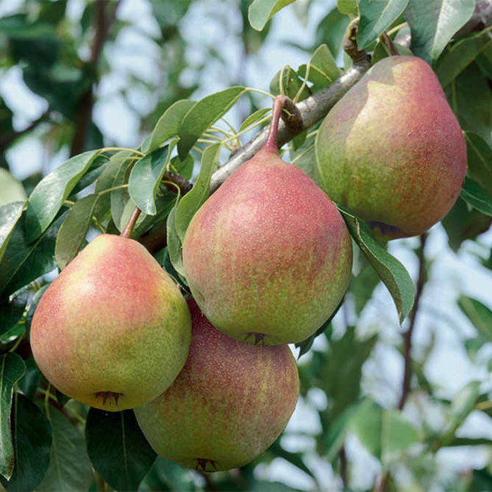 Pear Seckel - Grow Bag - #29624