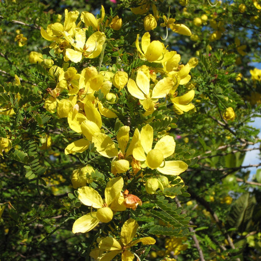 Desert Green Cassia - 5 Gallon - #1352