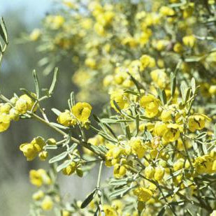 Silver Cassia - 5 Gallon - #28478