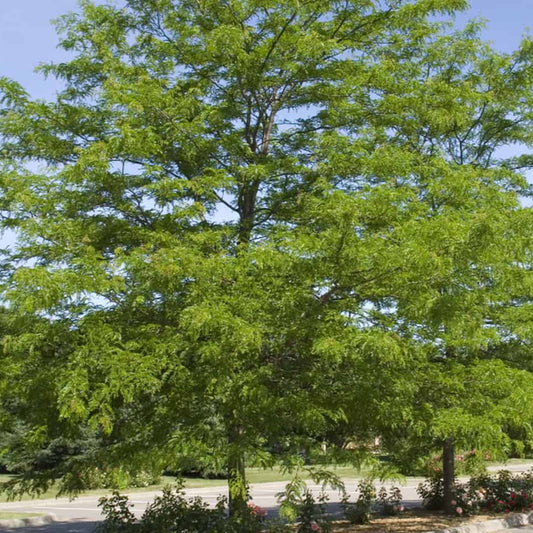 Honeylocust Shademaster - Grow Bag - #31717