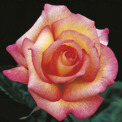 Rose Sheila's Perfume - Floribunda - TNP - #27457